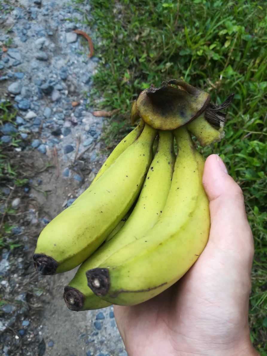 チャイニーズバナナ①