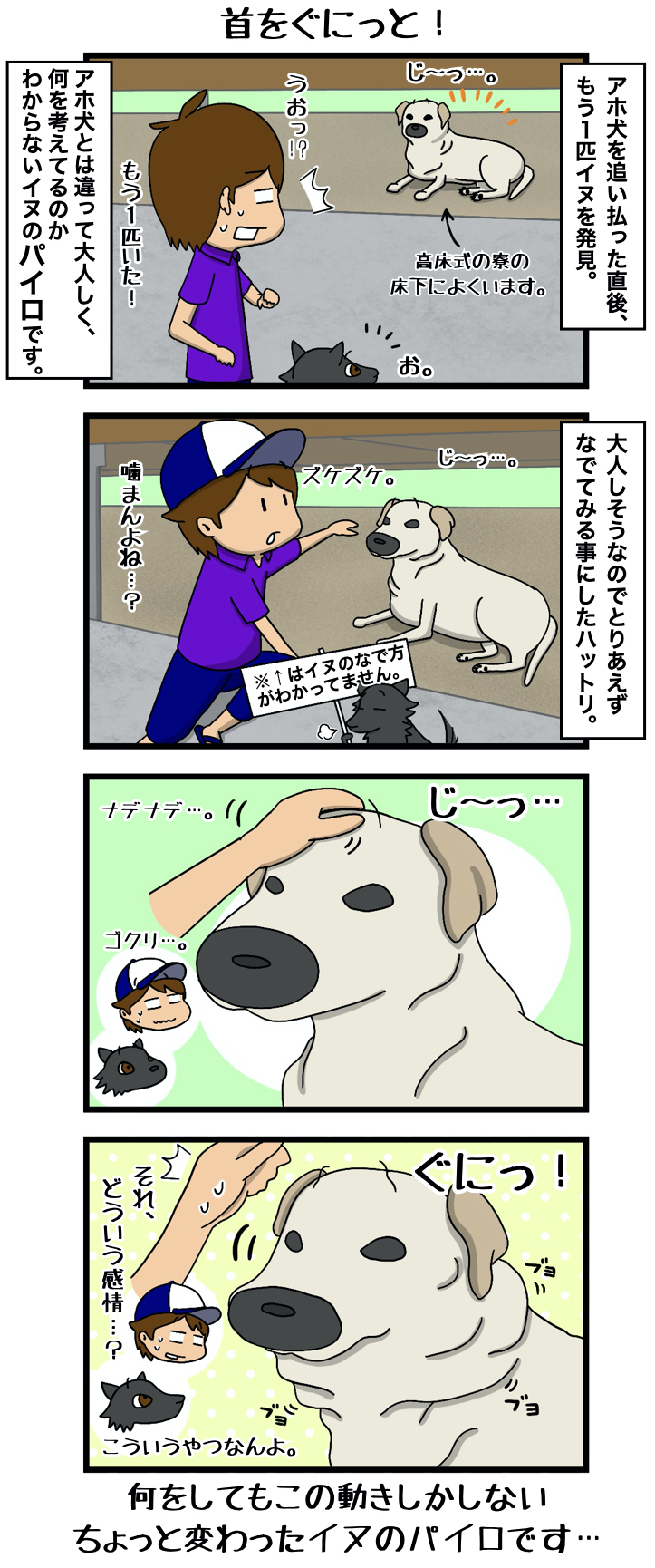 パプアのイッヌ 第18話 首をぐにっと パプアニューギニア Jica海外協力隊ブログ パプア服部くんのpng日記